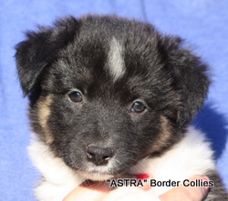 Tricolour Female, medium coat, border collie puppy